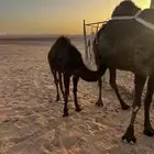 قعود