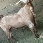 تيسس ولد وعل اللون ادهم
