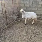 للبيع نعجه حايل كفو
