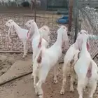 جفرات بيض مشاريك