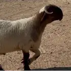 خروف فحل. صنف فاخر