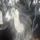 معزا مواليد ودفيع ومضاريع
