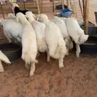 للبيع بهم حري فاخر