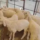 طليان ورخال للبيع يوجد تقسيط