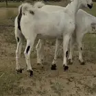 جفار فرديات بيشيات