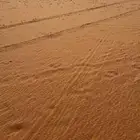 ناقه شعلا ضريبه