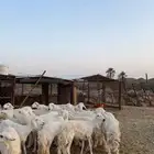 رخال صنف دفيع