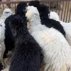 خرفان