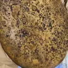 خلزه مقناه