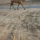 خفوت شعلا