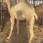 للبيع حاشي لباني تحت امه عمره اربع اشهر ونص الا خمس اشهر