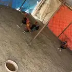 ديك ديكه للبيع طيبه نظيفه العدد 5