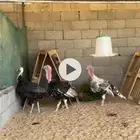 ديك رومي