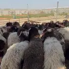 خرفان نعيم بلدي مناسبات