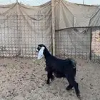 جفره عناق