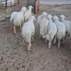 للبيع بهم حري جذعان وهرافى