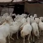40 رخال جذعات دفيع على ولاده تحتها 4 الحد 1000