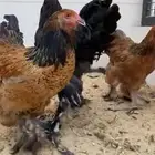 طقم دجاج البراهما