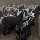 معزا مشاريك و بيشيات