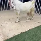 عنز مطوره نادره خصم الخصم