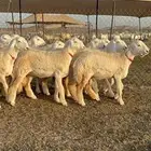 غنم رخال صنف الصنف من رخال الراجحي 71