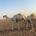 عشراء ثنو تحتها قعود