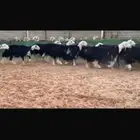 عرض بيع ثنوات مضاريع ودفيع شرط سونار