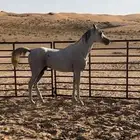 حصان شعبي
