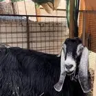 عنز مقرعه