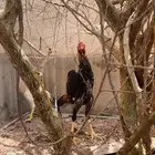 ديك شامو ياباني