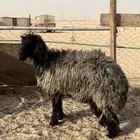 نعجه طيبه