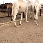 القحات وضح طيبة