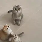 تم البيع ذكر كتن سكوتش ستريت العمر