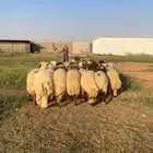 طليان نعيم جبره جذعان الموقع الجلة