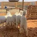 بهم حري فاخر