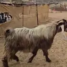 فحل عارضي