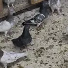 حمام باكستاني