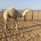 قعود كفو
