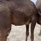 قعدان قصب شحم فل ع شرط