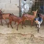 جفير