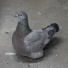 للبيع حمام فرش