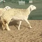 غنم حرية رخال منوة القناي 58 تحتها 2