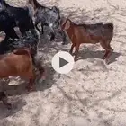 12 ماعز للبيع