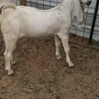 تيس مشروك ابيض ابرص