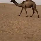 جذعه صفرا ضروبه