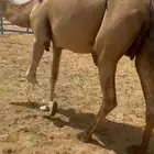 خلفه اركه
