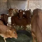 عجول للبيع العدد 15 راس