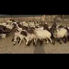 غنم نعيم مراح واحد .