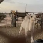 قعود كفو