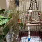 روز اليف